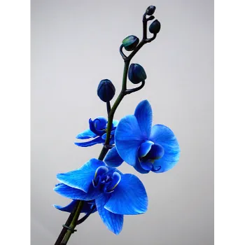 Blue Orchid Flower